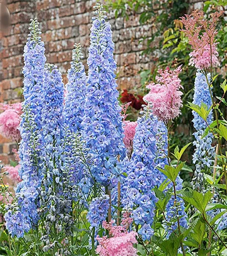 Vista 2 de Blue Bell Semillas Delphinium - 250 Semillas