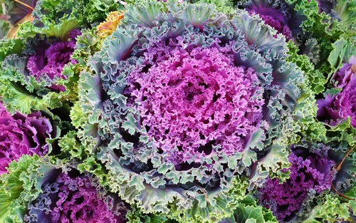 Vista 5 de Semillas Floración Kale Mezcla con Flecos - Vegetales de reliquia - Libre de OGM