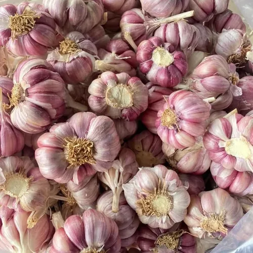Vista 3 de Paquete de 3 bulbos de ajo púrpura jumbo para plantar en primavera, semillas de clavo de ajo de cuello duro de alto rendimiento, frescas