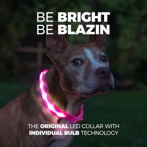 Vista 2 de Blazin - Collares luminosos para perros, collar led original para perros con 1,000 pies de visibilidad, recargable mediante USB e impermeable