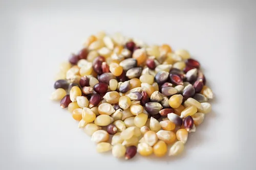 Vista 2 de Amish Country Popcorn Bolsa de 1 libra Granos de palomitas de maíz arcoíris Tradicional, sin OGM y sin gluten (Arcoíris - Bolsa de 1 libra)