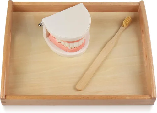 Vista 4 de Montessori Vida Práctica Modelo Dientes Y Tarjetas Juguetes De