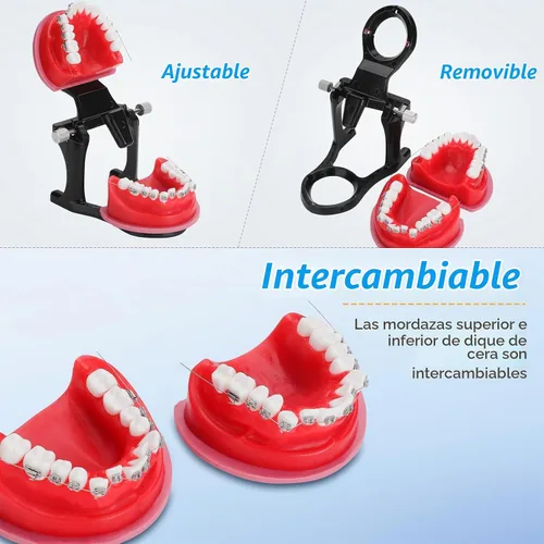 Vista 4 de Modelo de Typodonts de ortodoncia - Modelo de práctica de dientes de terraplén de cera de encías, moldes de reposicionamiento de ortodoncia