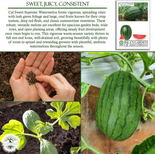 Vista 5 de Cal Sweet Supreme - Semillas de sandía (Citrullus lanatus, tipo Icebox) – Más de 125 semillas sin OMG y reliquias de Isla's Garden Seeds, carne roja