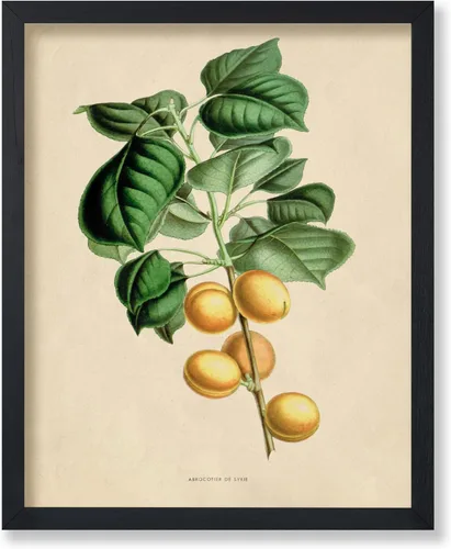 Vista 25 de Poster Master Póster Vintage de Titmouse Canadiense - Impresión Retro de Aves de América - Arte de Aves - Regalo para Hombres, Mujeres y Amantes