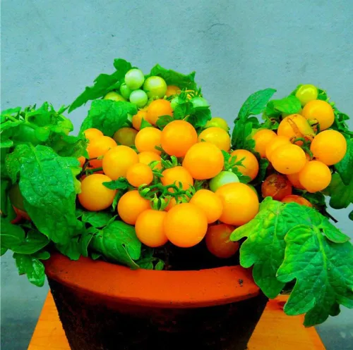 Vista 2 de MOCCUROD - 100 semillas de tomate cereza para interiores, semillas de herencia vegetal rara de tomate enano rojo y amarillo