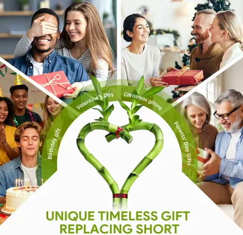Vista 5 de Bambú de la suerte en forma de corazón, planta de interior viva de 12 pulgadas, arreglo de corazón de doble tallo, regalo ideal para cumpleaños