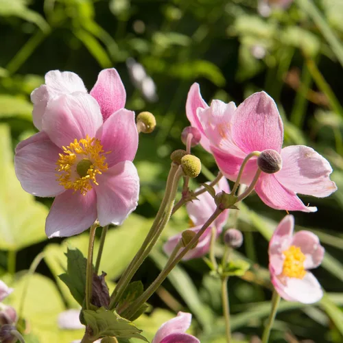 Vista 7 de Outsidepride Semillas de anémona rosa para plantar, 100 semillas de flores perennes resistentes y autosiembradas con flores vibrantes y follaje