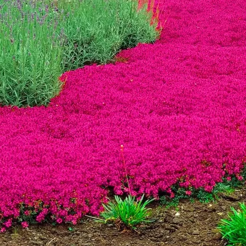 Vista 5 de Más de 20000 semillas de tomillo rastrero rojo, semillas de plantas perennes, sin OMG, semillas de tomillo rastrero para plantar