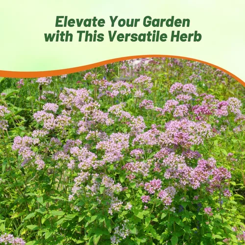 Vista 7 de Outsidepride Semillas de orégano comunes – 1/2 oz. Semillas de hierbas perennes, aromáticas fáciles de cultivar para uso culinario, sabrosos