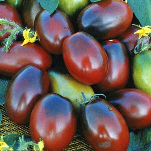 Vista 2 de Semillas Verduras Tomate Negro De Barao - 40 Semillas