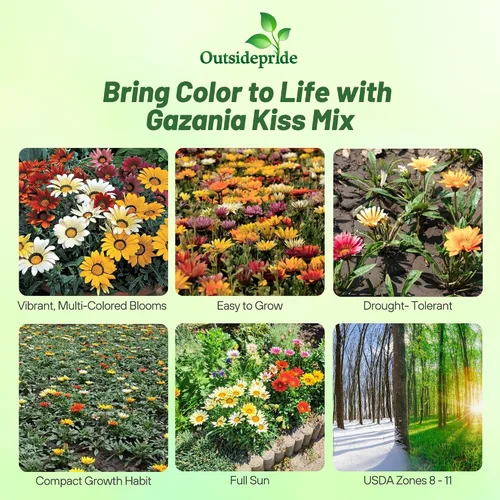 Vista 2 de Outsidepride 25 semillas perennes Gazania Kiss Mix tolerantes al calor y la sequía semillas de cobertura del suelo para plantar