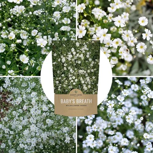 Vista 9 de Semillas de Gypsophila elegans de Baby's Breath vistosas – Bolsa a granel de un cuarto de libra – Más de 80.000 semillas de flores silvestres