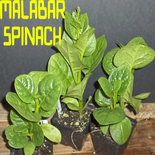 Vista 3 de 500 semillas de espinaca malabar verde: amantes del calor, sensibles a las heladas. vid de rápido crecimiento