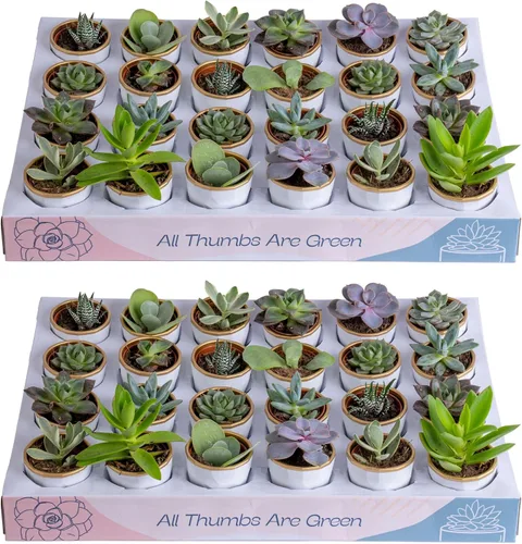 Vista 18 de Costa Farms Mini suculentas, planta de interior viva, fácil cuidado Macetas suculentas