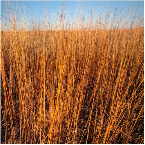 Vista 3 de Everwilde Farms - Semillas de hierba nativa Big Bluestem de 1 onza - Gold Vault
