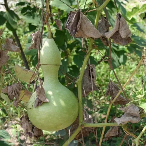Vista 6 de Semillas Vegetal Calabash Botella Calabash Verde Calabaza (Lagenaria) - 10 Semillas