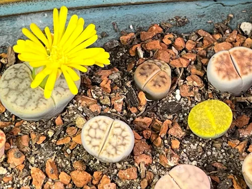 Vista 8 de Voulosimi Tierra de Arcilla Calcinada Hortícola para Bonsái, Cactus y Suculentas (Tierra Más Grande, 4.5KG), HTKL-D-1
