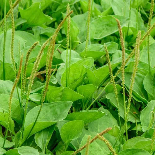 Vista 5 de 500 semillas de plátano de hoja ancha Plantago Major Semillas de plantas médicas orgánicas sin OMG para jardín privado de rápido crecimiento bajo