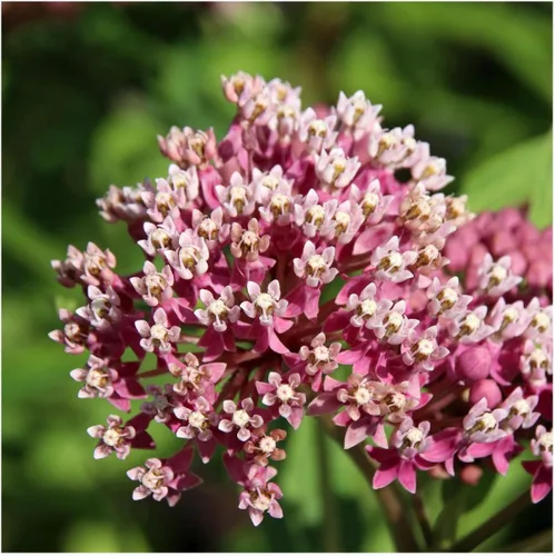 Vista 2 de Everwilde Farms - Semillas de flores silvestres nativas de algodoncillo de pantano de 1/4 libras - Gold Vault