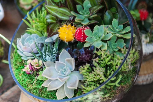 Vista 8 de 500 piezas de semillas raras de suculentas mixtas para plantar, DIY Bonsái, planta ornamental perenne resistente