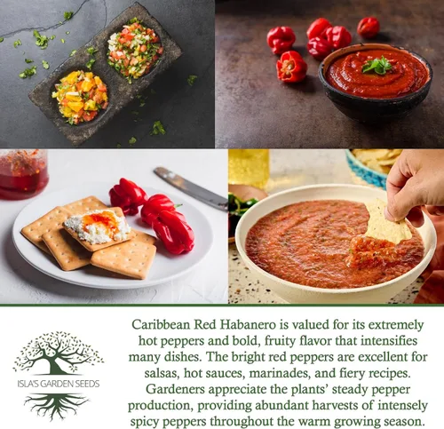 Vista 6 de Semillas de pimiento picante Habañero rojo caribeño, 25 semillas tradicionales por paquete, semillas sin OMG, nombre botánico: Capsicum chinense