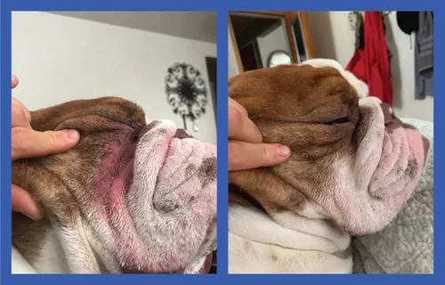 Vista 4 de Squishface Pasta antiarrugas – Bulldog, bulldog francés, pug, bulldog inglés – Limpia arrugas, manchas de lágrimas, bolsillos de cola y patas