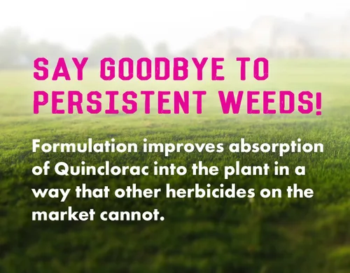Vista 3 de Pro Crabgrass & Grassy Weed Killer - 18.92% Quinclorac (comparado con Drive XLR8) - Herbicida concentrado de pasto cangrejo profesional - Secado