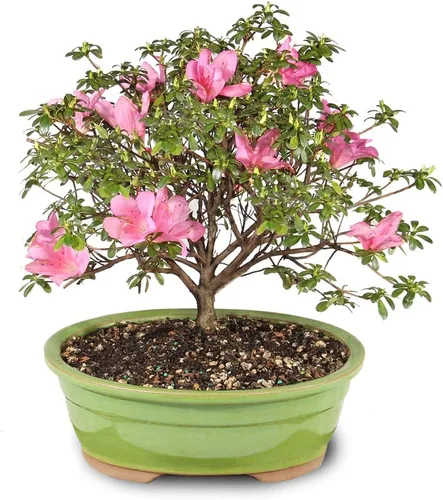 Vista 3 de Brussel's Bonsai Live Satsuki Azalea Bonsai, árbol de flores vivas, para exteriores, pequeño, 5 años de edad, 5 a 8 pulgadas de alto, paquete de 2