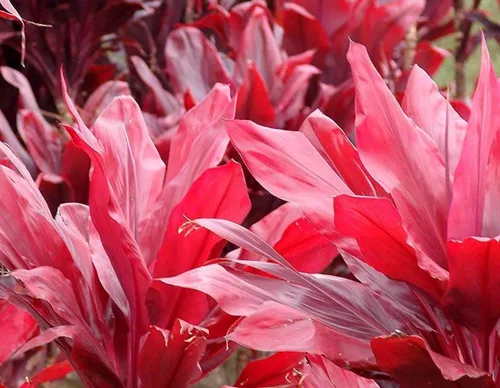 Vista 6 de TRONCOS DE PLANTA HAWAIIAN TI ROJO Y VERDE ~ CRECIR HAWAII