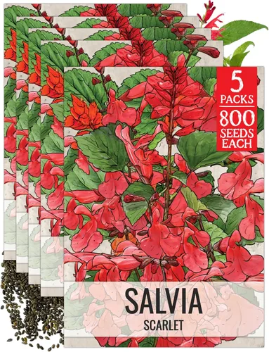 Vista 11 de Seed Needs Semillas de salvia de zafiro para plantar flores de salvia azul, 2 paquetes