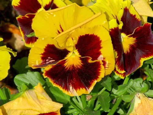 Vista 2 de Semillas Cool Wave Fire Pansy Viola Flowers Anual