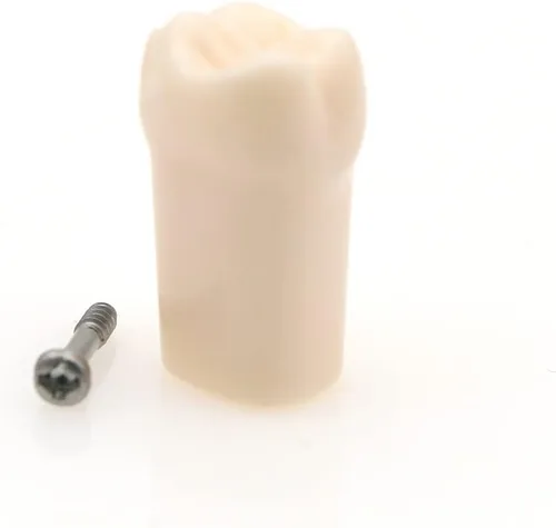 Vista 3 de Bulunde - 10 piezas de dientes de práctica dental Typodont Modelo de estudio individual de repuesto para estudiantes, enseñanza de relleno