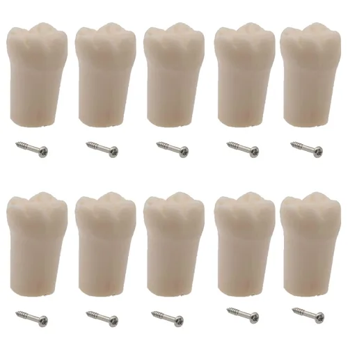 Vista 10 de Modelo de estudio de dientes de práctica de Typodont dental, modelo de estudio, dientes de repuesto individual, enseñanza de estudiantes