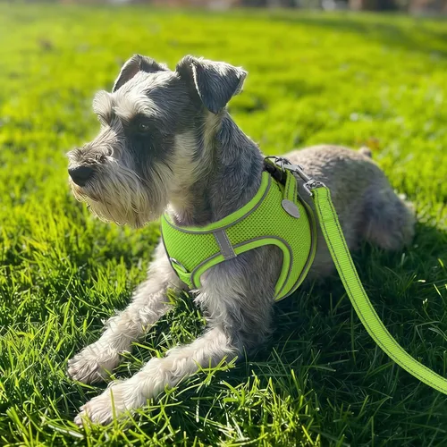 Vista 77 de Joytale Arnés para Perros Pequeños, Chaleco de Malla Transpirable Step-in, Arneses Acolchados Suaves Reflectantes para Gatos y Perros Cachorros