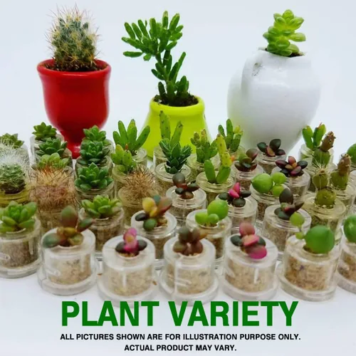 Vista 4 de Pearls Live Suculenta Terrario Planta Llavero Accesorio