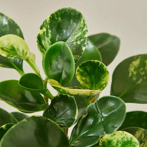 Vista 2 de Peperomia Marble - Planta viva en maceta de 4 pulgadas - Peperomia Obtusifolia 'Marble' - Planta de interior abigarrada