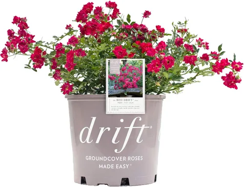 Vista 7 de Drift Roses - Rosa Apricot Drift (Rosa), flores de albaricoque dobles, #2 - Contenedor