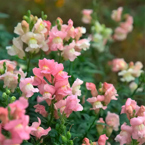 Vista 2 de Eden Brothers Snapdragon Seeds - Manzana