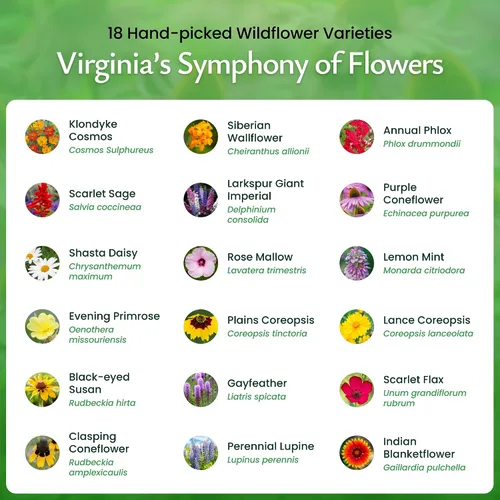 Vista 3 de Mezcla de semillas de flores silvestres de Virginia: más de 35,000 semillas