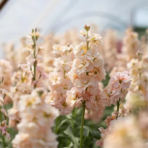 Vista 4 de 50pcs Columna Mixta Stock Semillas Flor Matthiola Incana Blossom Stock