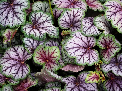 Vista 5 de 1200 BRESSINGHAM Campanas de Coral Mixtas Heuchera Sanguinea Semillas de Flor