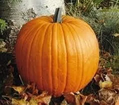 Vista 2 de Calabaza Connecticut Field Great Heirloom Vegetable by Seed Kingdom Bulk Semillas de 1 libra