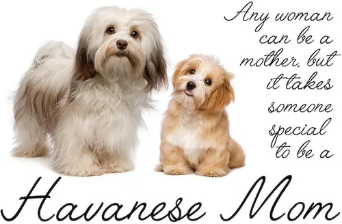 Vista 2 de CafePress Havanese Mom - Manta de felpa de forro polar súper suave, 60 x 50 pulgadas