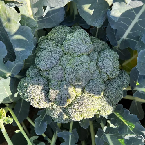 Vista 2 de Plant Good Seed Semillas de brócoli Marathon F1 para plantar: vegetales de alto rendimiento, cabezas verdes pesadas, paquete de 75 semillas