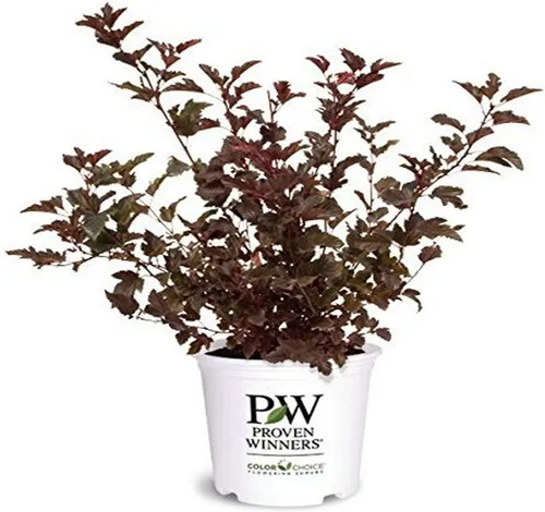 Vista 6 de Primeras ediciones - Physocarpus op. Little Devil (Ninebark) Arbusto, follaje burdeos, #3 - Contenedor