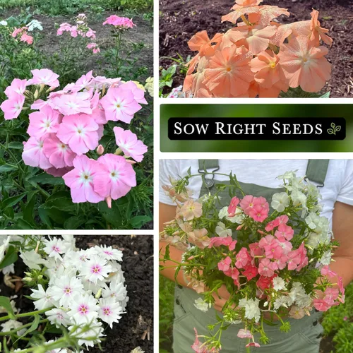 Vista 4 de Sow Right Seeds - Pastel Shades - Semillas de Phlox mixtas para plantar - Hermosas flores para plantar en tu jardín polinizador doméstico - Semillas