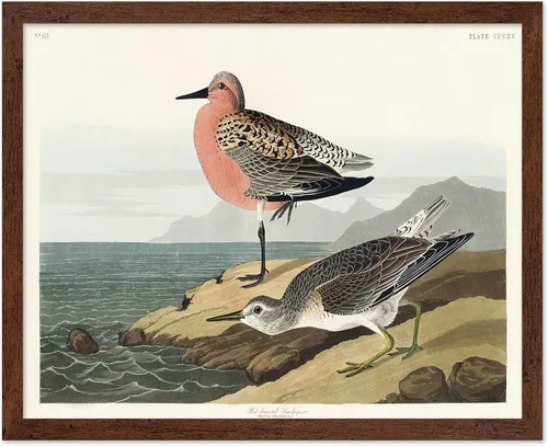 Vista 18 de Poster Master Póster vintage de James Audubon – Impresión retro de amargo americano – Arte de aves de América – Regalo para hombres, mujeres