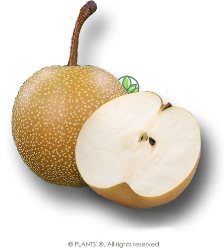 Vista 3 de Asian Pear Tree Semillas Premium Pyrus pyrifolia 'Fruit' Plants'® (Premium Seeds, 5)