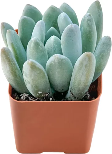 Vista 10 de Plantas de interior vivas suculentas "Bead Vine", tamaño aproximado de 2 pulgadas, suculentas en maceta, completamente enraizadas, de fácil cuidado